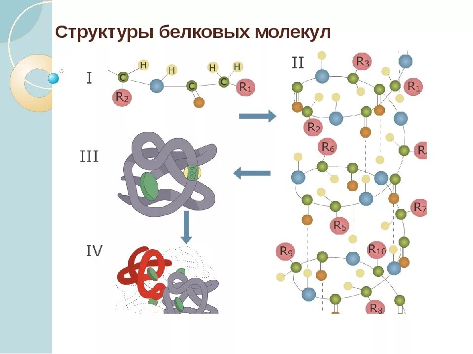 Задачи на белок биология. Структура белков биология 10 класс. Структура белка химия 10 класс. Белки структура молекулы белка. Биологическое строение белков.