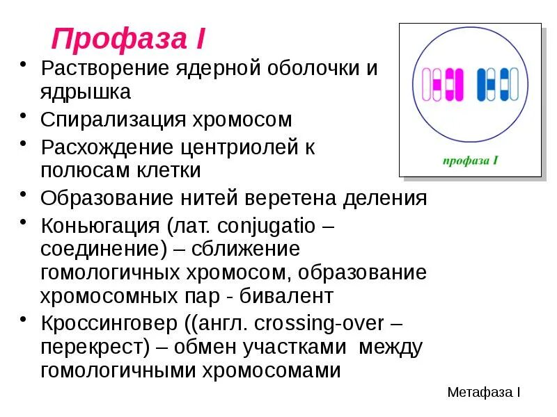 Образование двухроматидных хромосом спирализация хромосом. Расхождение гомологичных хромосом к полюсам клетки. Растворение веретена деления. Спирализация хромосом расхождение центриолей. Расхождение центриолей к полюсам клетки мейоз.