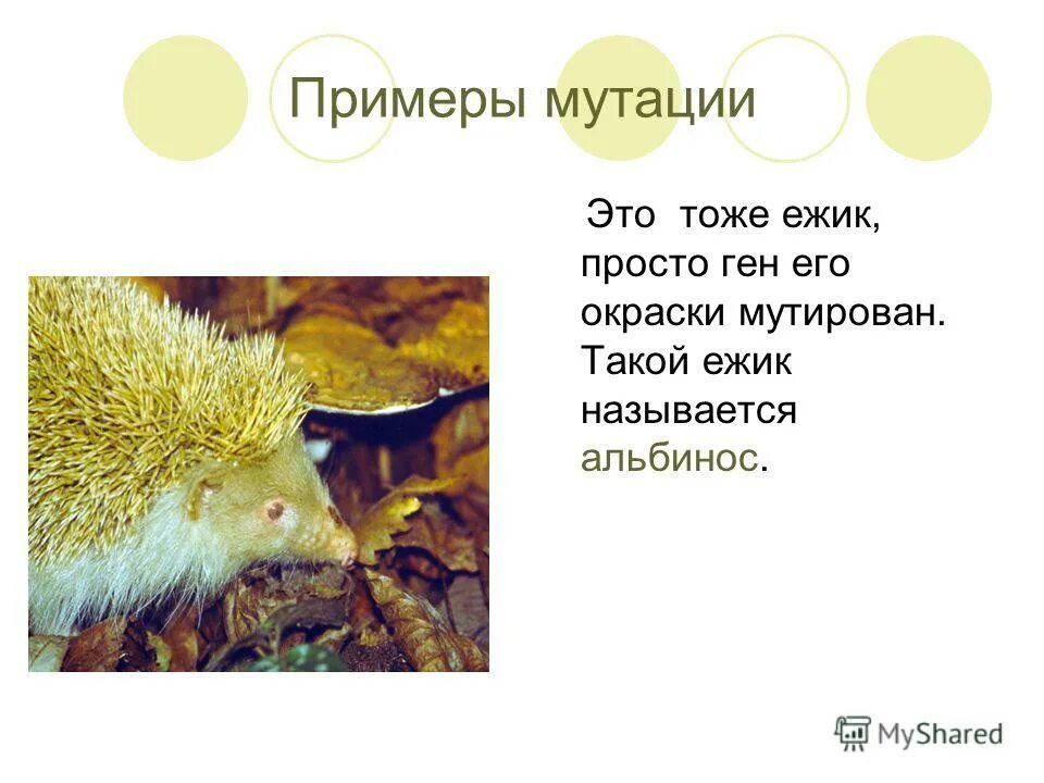 песня ежикам тоже нужны витамины. песня ежикам тоже нужны витамины. песня ежикам тоже нужны витамины. ежикам тоже нужны витамины. ёжики обожают компот.