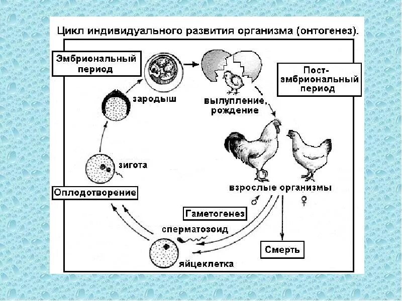 Цикл онтогенез