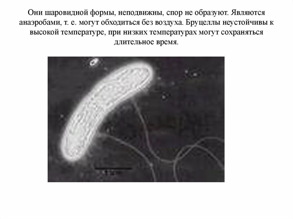 Бактерии гибнут при температуре