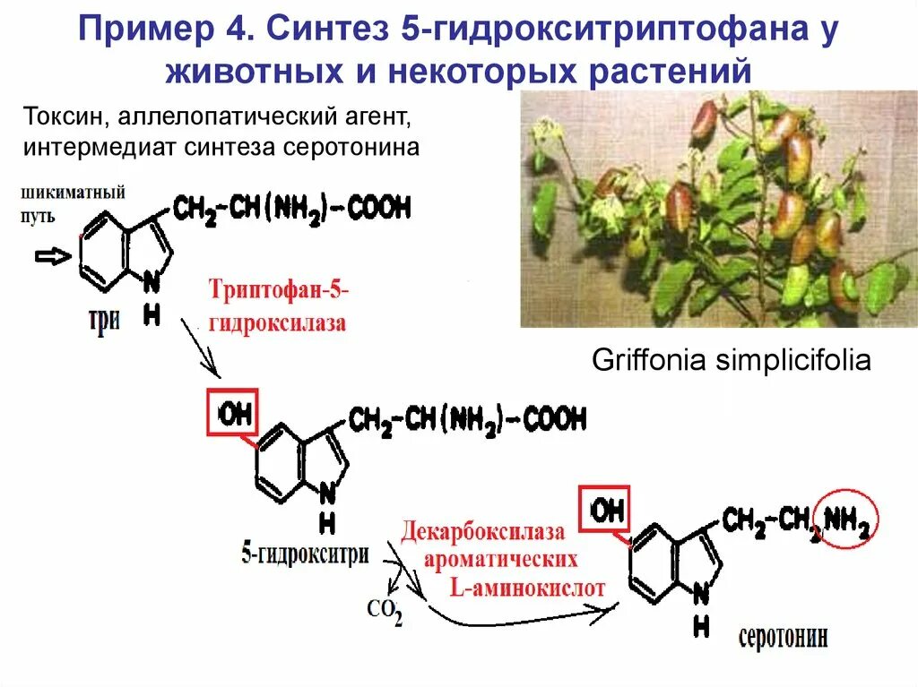 Синтез адрес. 5 Гидрокситриптофан Синтез. 5 Гидрокситриптофан серотонин реакция. Пример синтеза. Декарбоксилирование 5гидрокситриптофана.