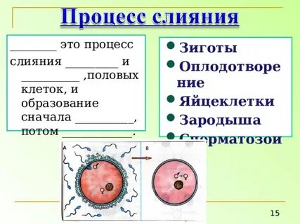 После слияния половых клеток образуется