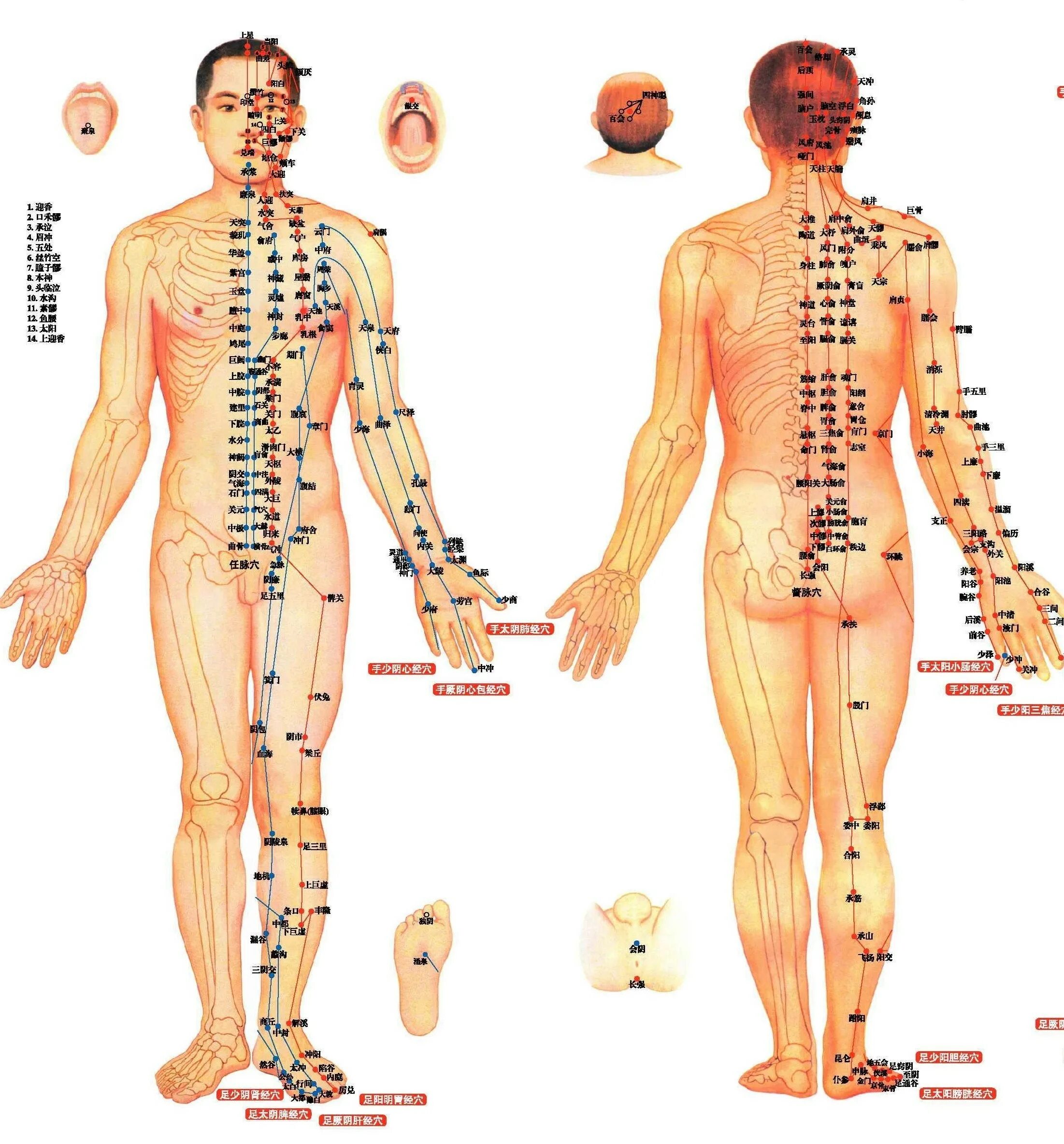 Каналы китайской медицины. Акупунктура меридианы китайская медицина. Акупунктура меридианы тела человека. Меридианы на теле. Точечный массаж китайская медицина.