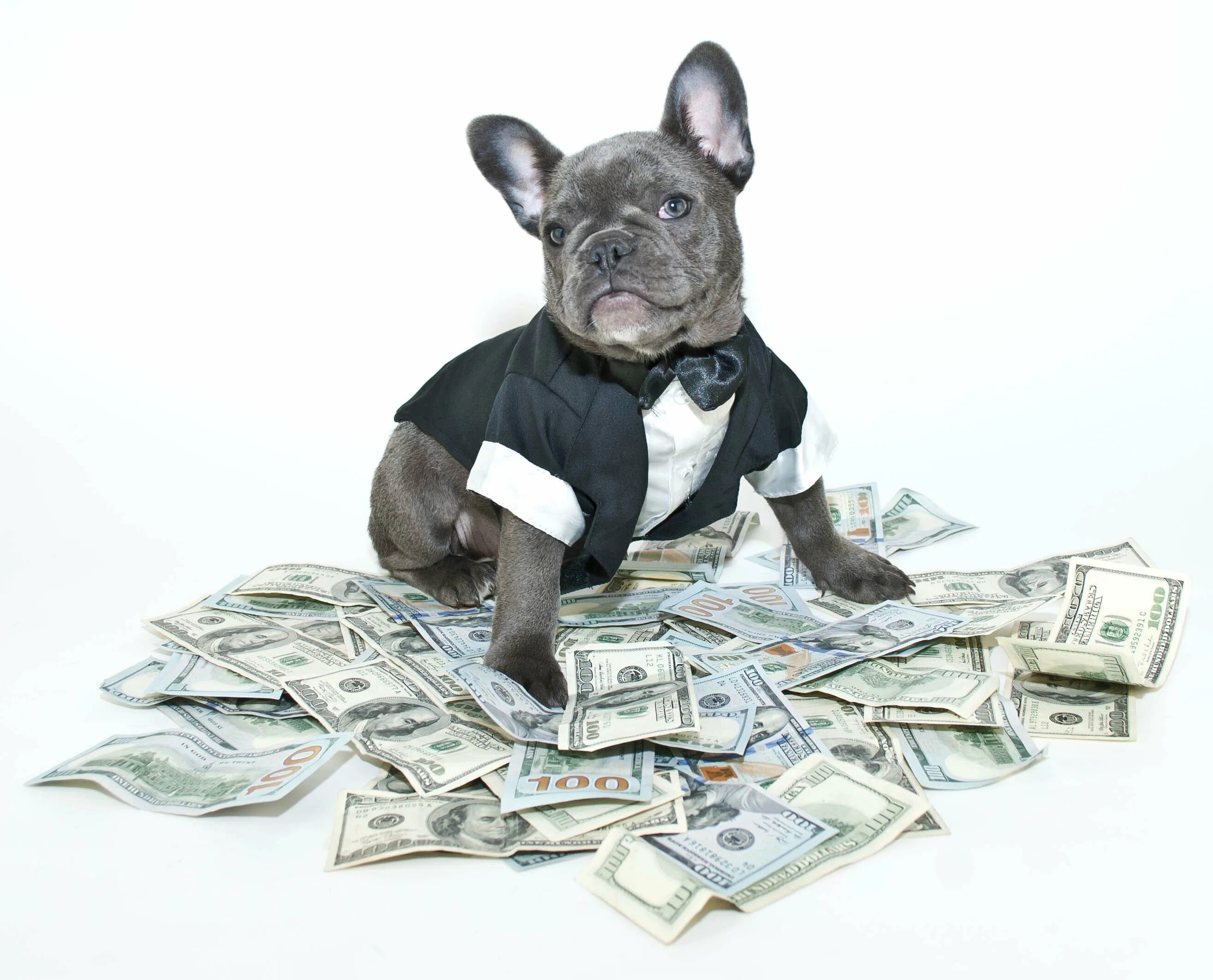 Money pet. Животное с деньгами. Собака с деньгами. Щенок с деньгами. Бульдог с деньгами.