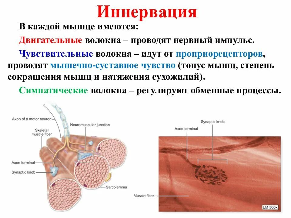 Иннервирует гладкие мышцы. Иннервация мышечных волокон. Мышечные волокна скелетных мышц иннервируются. Иннервация скелетных мышц. Гладкие мышцы иннервируются.