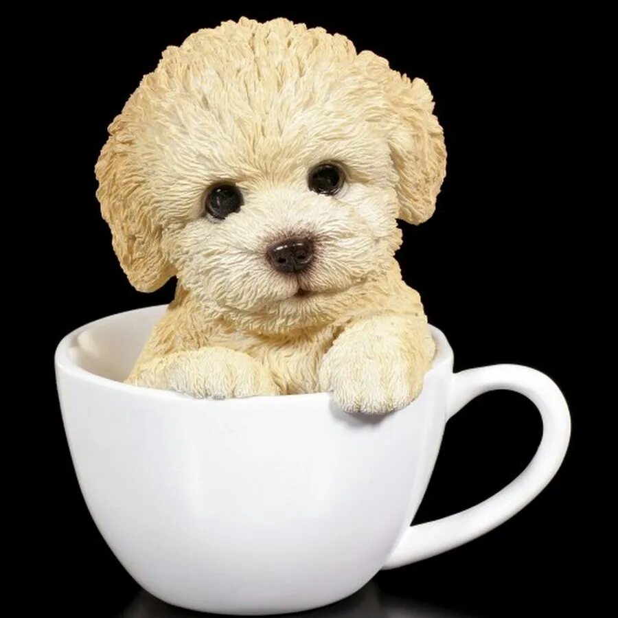 Dogs cup. Teacup пудель. Той пудель Тикап. Чайный пудель. Чашки для собак.