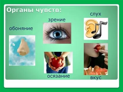 Орган чувств преобразующий энергию внешнего воздействия
