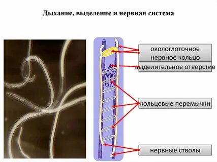 Какую функцию выполняет окологлоточное нервное кольцо
