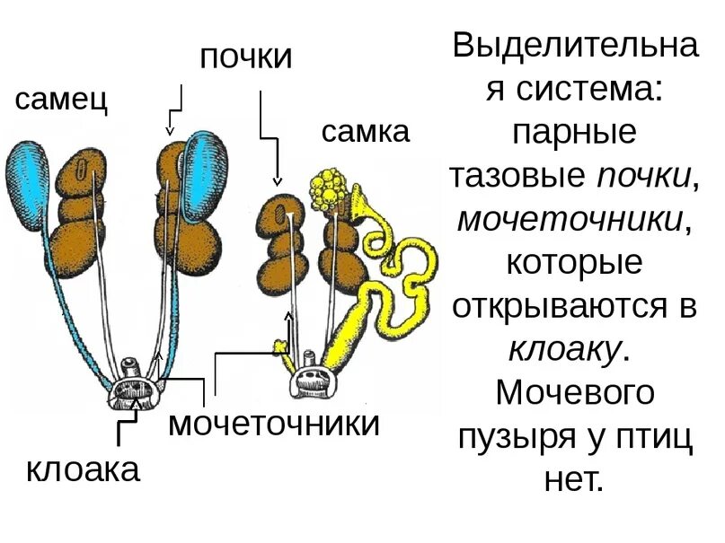 Кишечник мочеточники открываются в клоаку. Строение выделительной системы птиц. Выделительная система птиц схема. Выделительная система голубя схема. Схема строения выделительной системы птиц.