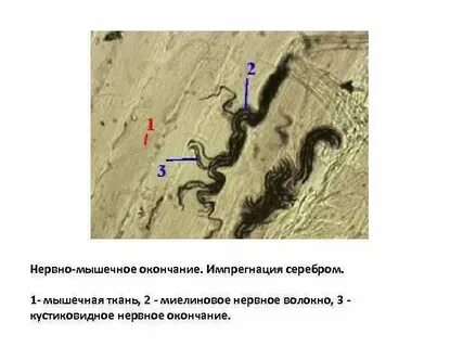 Нервные окончания мышц