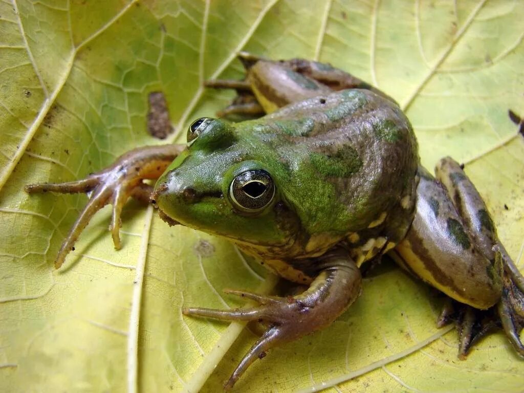 Земноводных корень. Гвианская водяная жаба. Удивительная лягушка головастик. Гвианская водяная жаба головастик. Гвинейская лягушка псеудис.