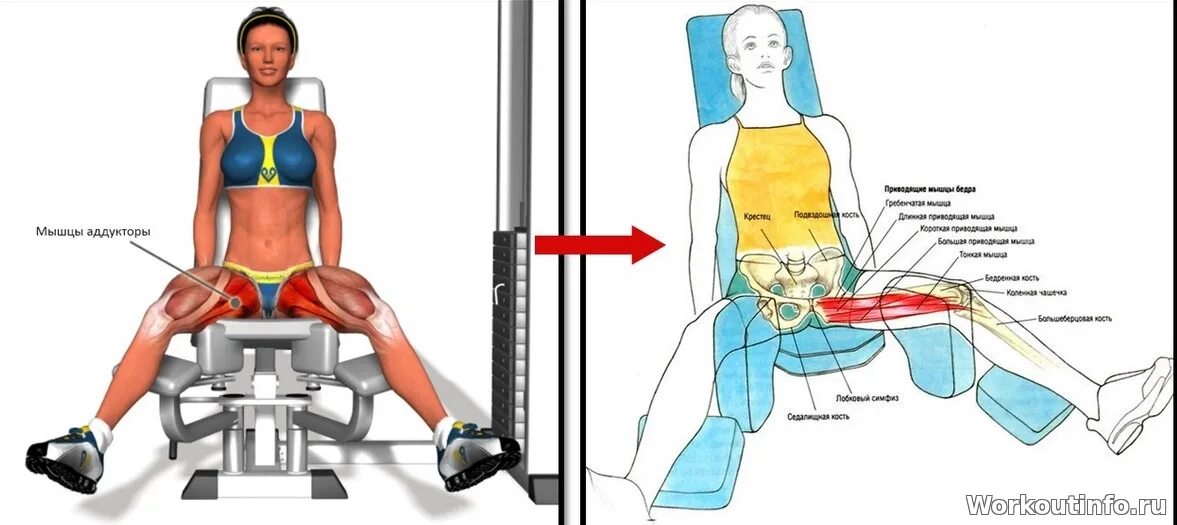 Как накачать внутренние мышцы. Тренажер для прокачки внутренних мышц бедра. Тренажер для прокачки внутренних мышц ног. Сведение ног в тренажере сидя какие мышцы работают. Как переключить тренажер сведение разведение ног.