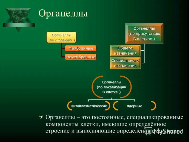 Укажи функцию органеллы. Органеллы. органеллы клетки. мембранные органеллы. специализированные органеллы клетки.