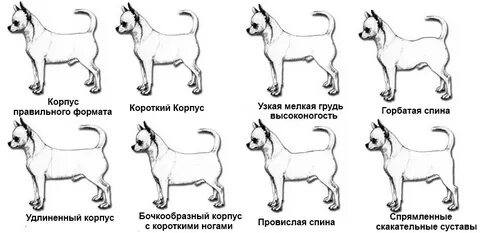 Весы чихуахуа
