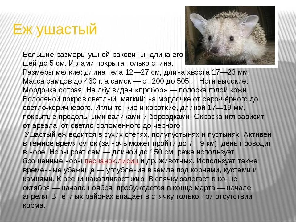Ушастый еж сообщение. Ушастый еж доклад 4 класс. ушастый ёж красная книга краткое описание. доклад про ушастого ежа 4 класс. доклад о ушастом еже.
