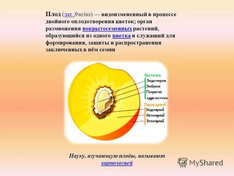 Плоды могут образоваться у растений отдела