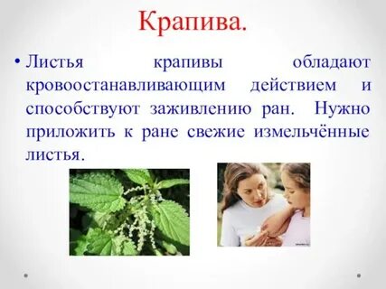 Крапива кровоостанавливающая