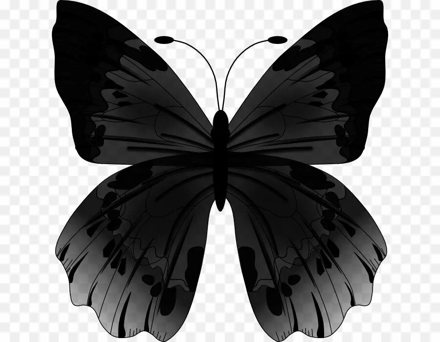 Бабочка черный глянец. Бабочка черная. Бабочка черно белая. Черные бабочки на белом фоне. Бабочки на белом фоне.