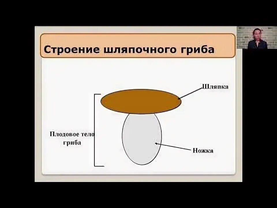 Лабораторная работа шляпочные грибы 7 класс. Строение шляпочного гриба 5 класс. Строение шляпочного гриба 5 класс биология. Шляпочные грибы 5 класс биология. Лабораторная работа по биологии строение шляпочного гриба.