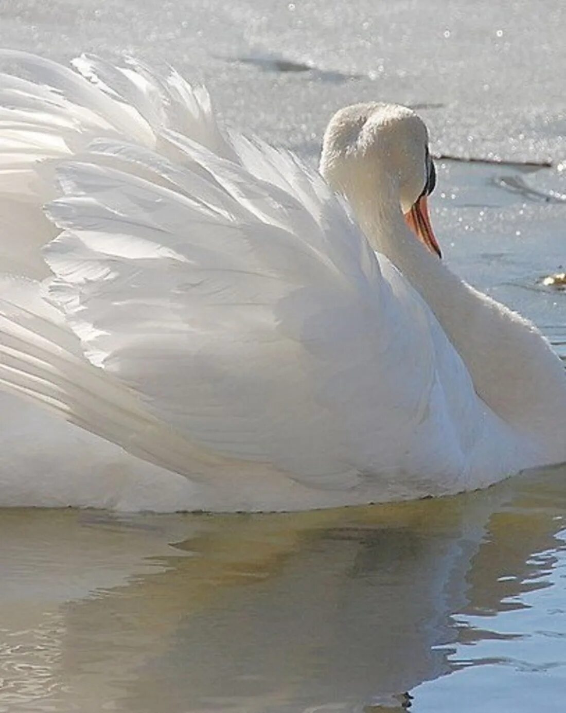 Стих белый лебедь. Лебедь. Белая лебедушка долженкова минус. Одинокий лебедь. Белый лебедь 2012.