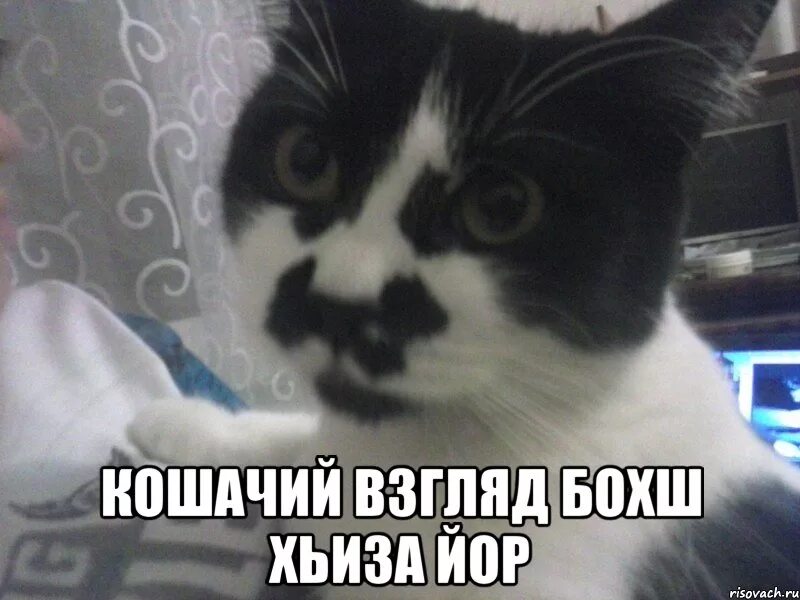 кот мем понятно. котик ясно понятно. ясно понятно кот. мем с котом ясно. мемы про котов.