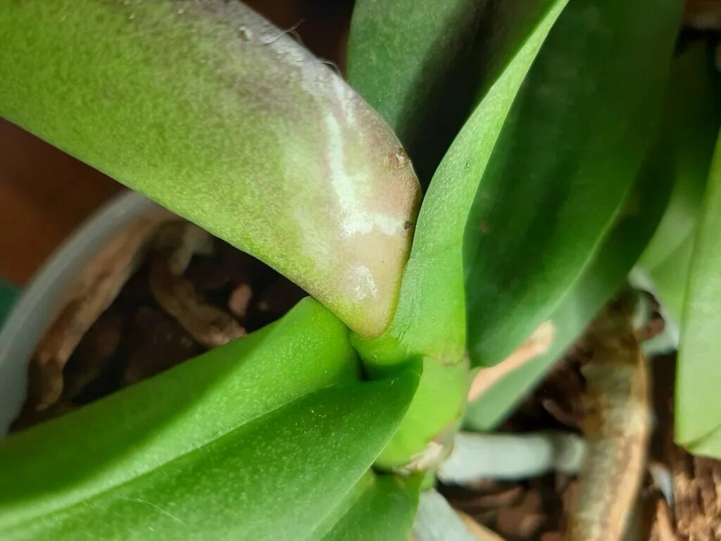 Трипсы в фаленопсис. Трипсы на орхидеях. Фаленопсис щитовка. Листья орхидеи поврежденные трипсами. Орхидейные трипсы.
