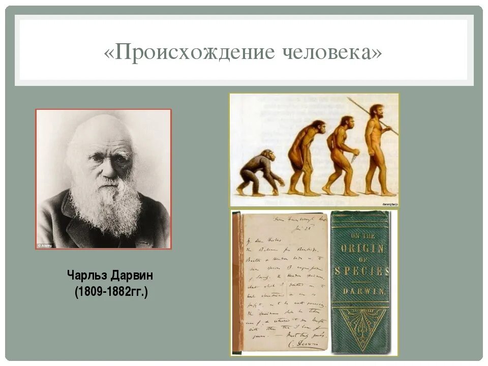 Утверждения теории дарвина. Теория Чарльза Дарвина о происхождении человека.