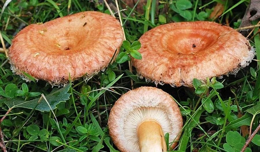Волнушка съедобный или нет. Волнушки грибы. Lactarius torminosus – волнушка. Волнушка розовая съедобные грибы. Гриб волнушка розовая.