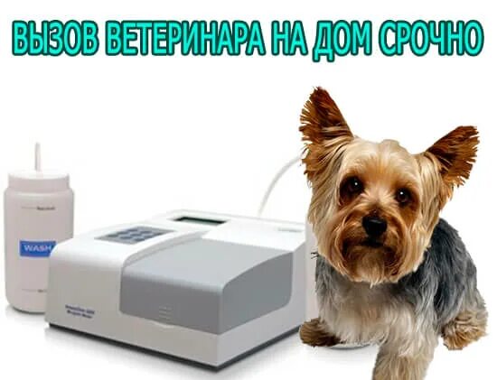 сколько вызвать ветеринара на дом