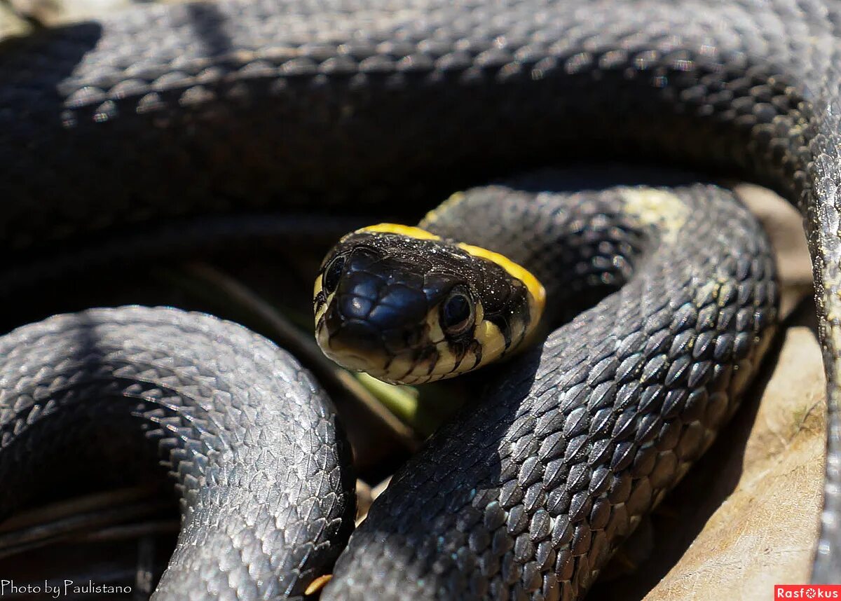 Водяной уж меланист. Масковая водяная змея. ). Змея гадюка болотная. Змея черноголовый полоз.