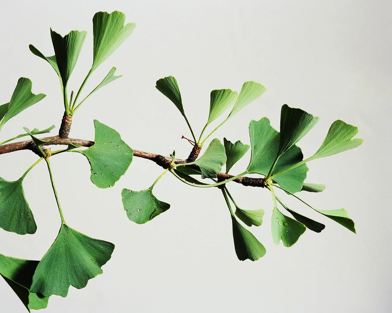 Гинкго билоба листья купить. Гинкго двулопастный лист. Листья гинкго двулопастного. Гинкго двулопастный (Ginkgo Biloba). Гинкго билоба листья.
