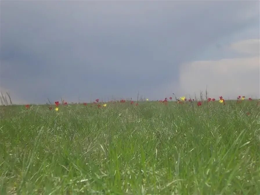 Село Бережновка Волгоградская область. Село Бережновке Николаевский район Волгоградская область. Тюльпановое поле Волгоградская область кладбище. Солодушино Волгоградская область.