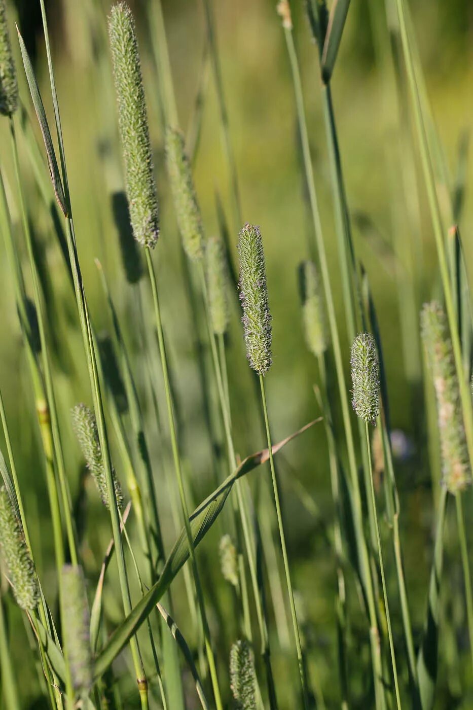 Тимофеевка Луговая. Лисохвост Луговой (Alopecurus pratensis).. Тимофеевка (Phleum). Тимофеевка Луговая (Phleum pratense l.). Как выглядит тимофеевка