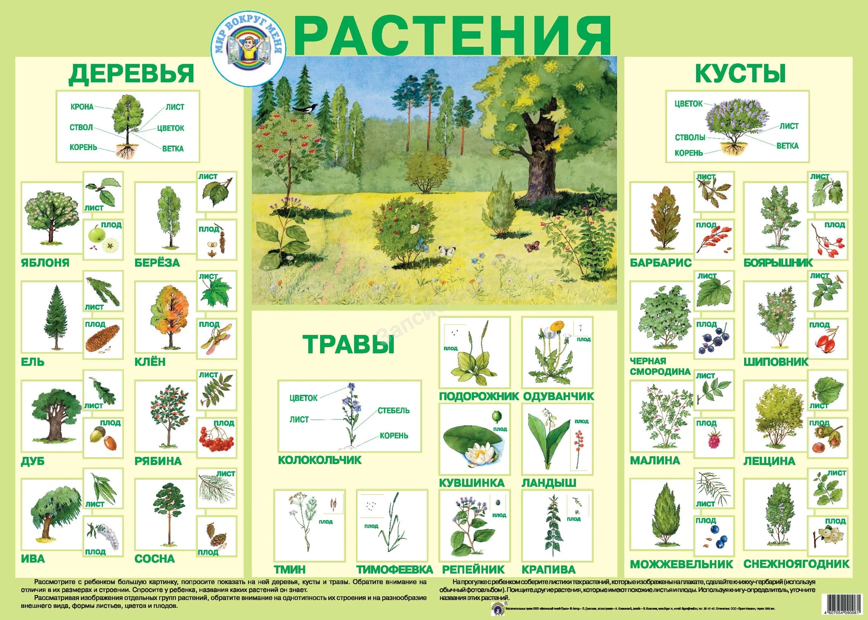 1 шт 3 растительное. Растения. Плакат. Кустарники названия. Дерево куст трава. Название кустарников и трав.