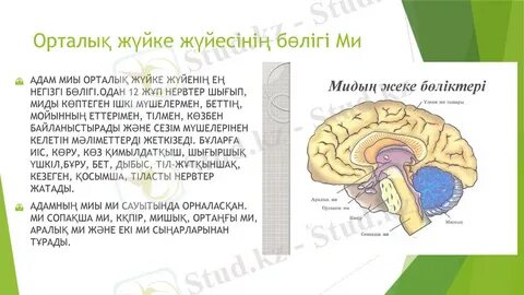 Кімнің қынабы тереңірек?