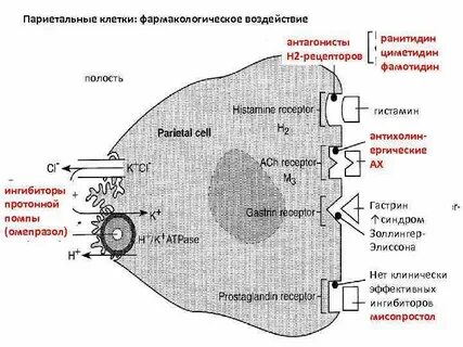 Клеточный желудок
