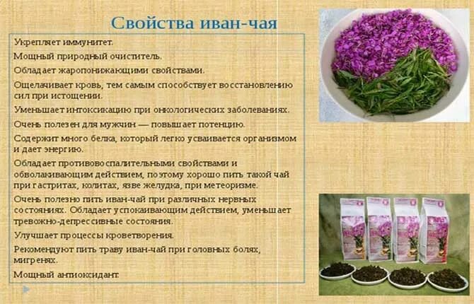 Целебные свойства кипрея