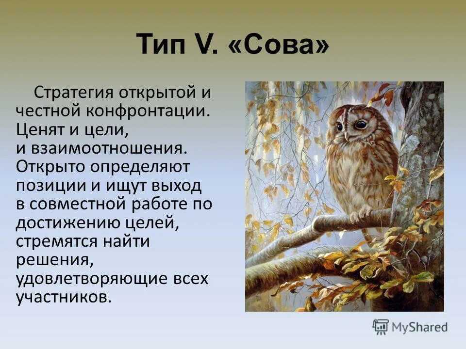 Сова для презентации. Сова презентация для детей. Доклад про сову. Сова интересные факты для детей. Текст про сову