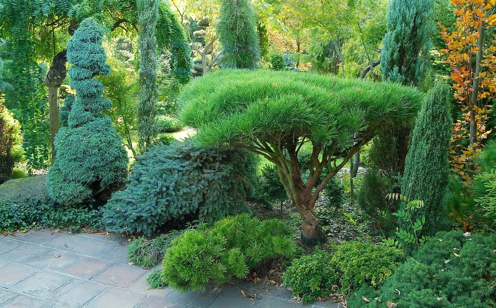 Разные виды кустов