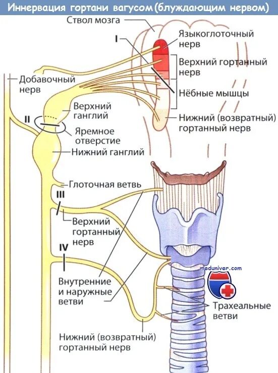 Иннервация гортани схема. Мышцы глотки иннервирует нерв. Нервно-мышечные нарушения гортани. Иннервация внутренних мышц гортани.