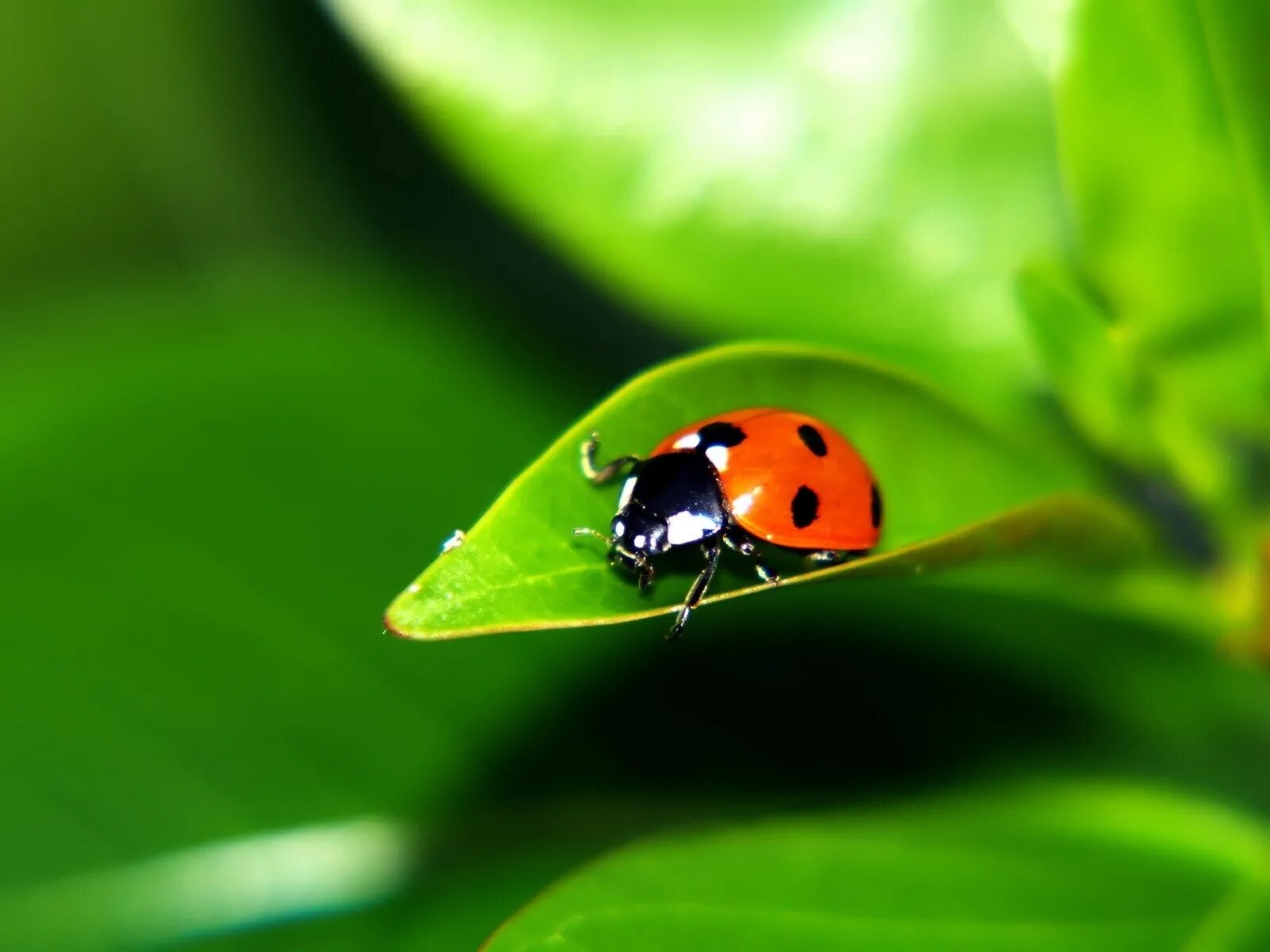 Божья коровка обои. Ladybird Божья коровка. Божья коровка 28-ми пятнистая. Bojhia karovka. Божья коровка на листочке.