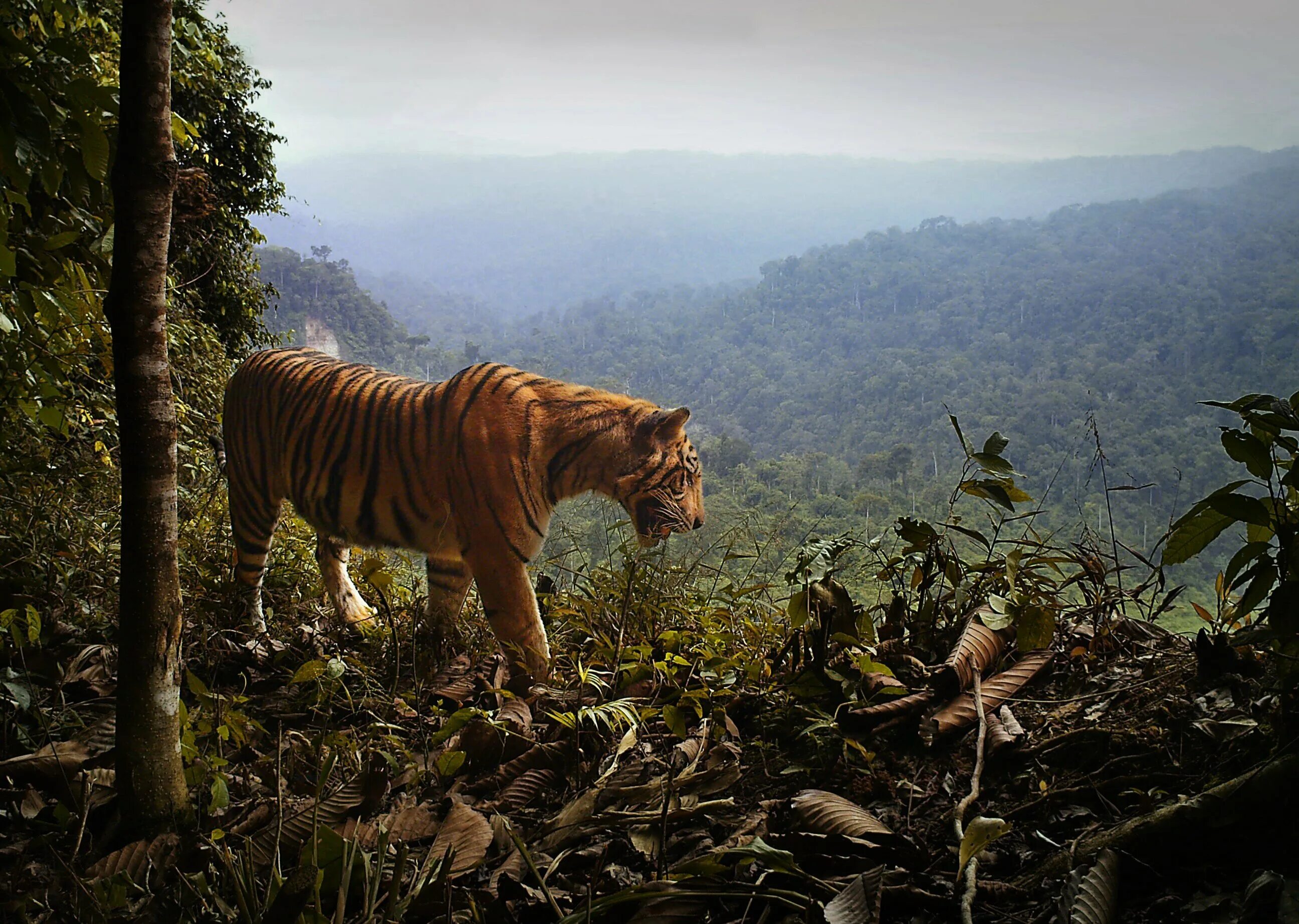 Фото тигов. Суматра тигр. Тигр тропического леса Индии. Малайский тигр (Panthera Tigris Jacksoni). Суматра остров фауна.