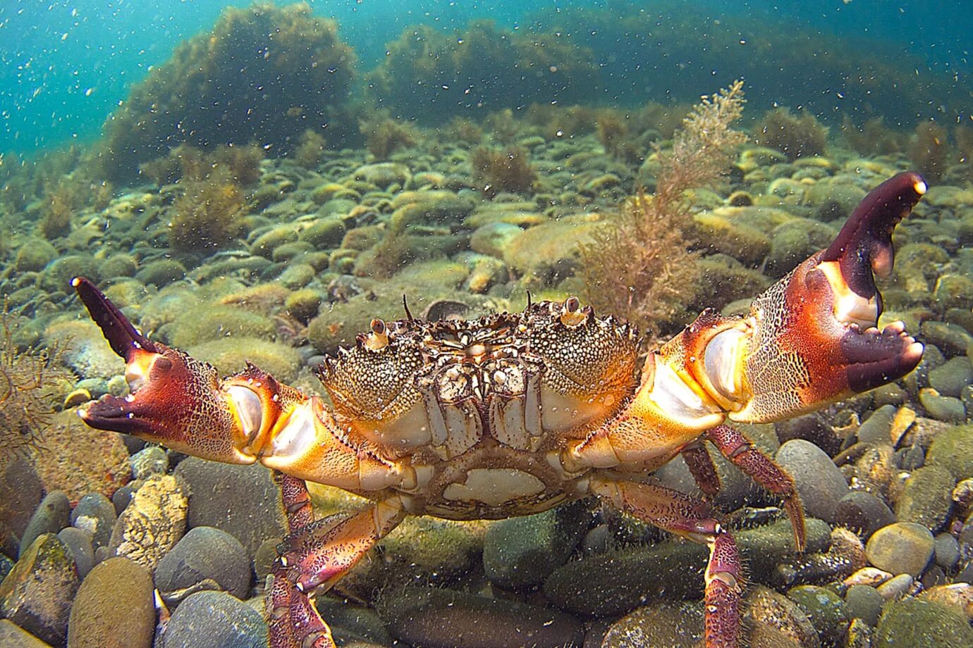 Водный краб. Краб Краснюк черное море. Каменный краб черного моря. Черноморский краб Краснюк. Песочный краб черного моря.