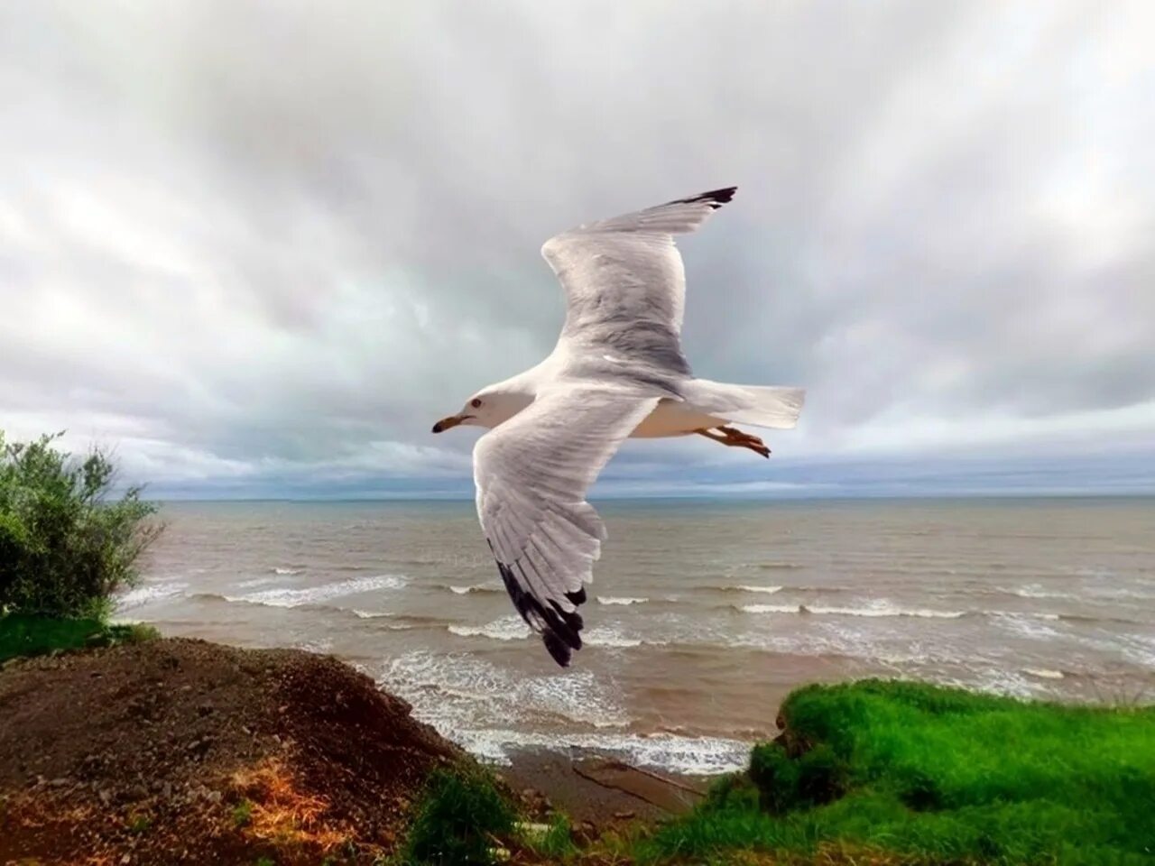 Чайка над черным морем. Чайка над морем. Чайка смело. Мечта чайки. Чайка смело пролетела над седой.