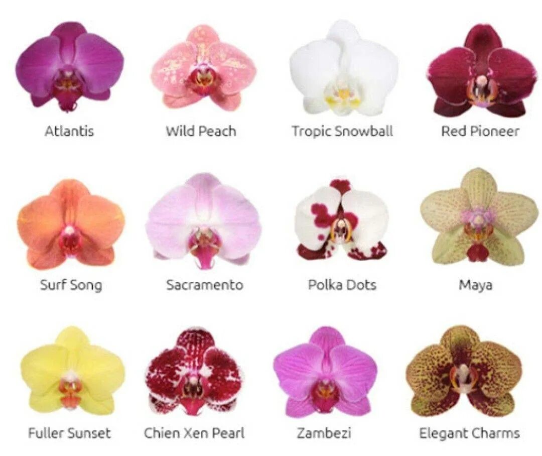 Какие сорта орхидеи. Орхидея фаленопсис мимесис. Армион Орхидея фаленопсис. Определитель сорта орхидей фаленопсис. Орхидея фаленопсис Ченгду.