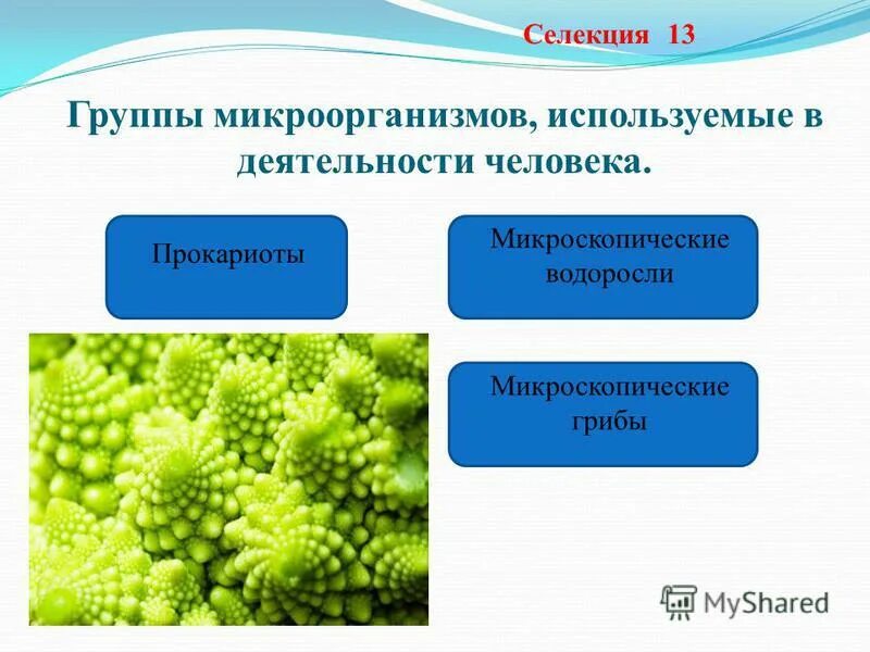 клеточная инженерия. какую роль играет селекция в народном хозяйстве. селекция микроорганизмов искусственный отбор. самоопыление растений селекция. селекция животных селекция микроорганизмов.