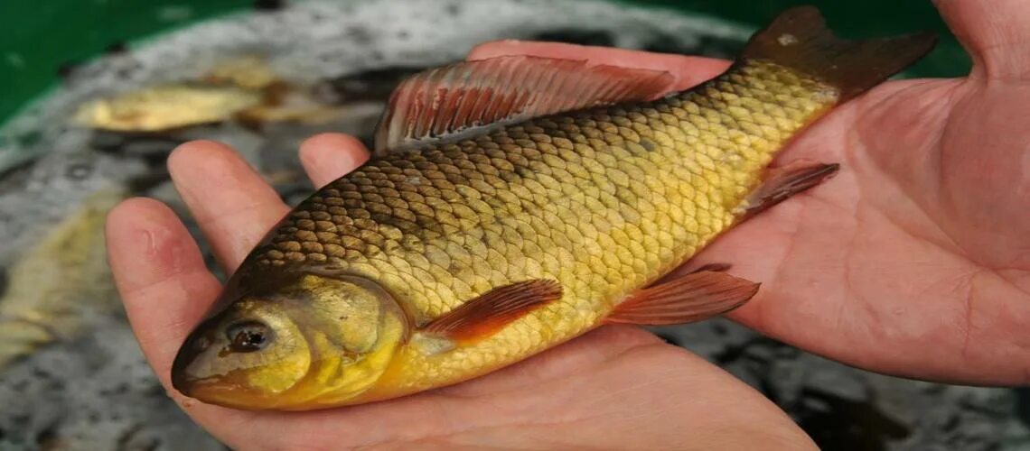 Золотой карась дубки кольчугино. Золотые караси платная рыбалка. Золотой карась фото. Большой золотой карась. Золотой карась кольчугино.