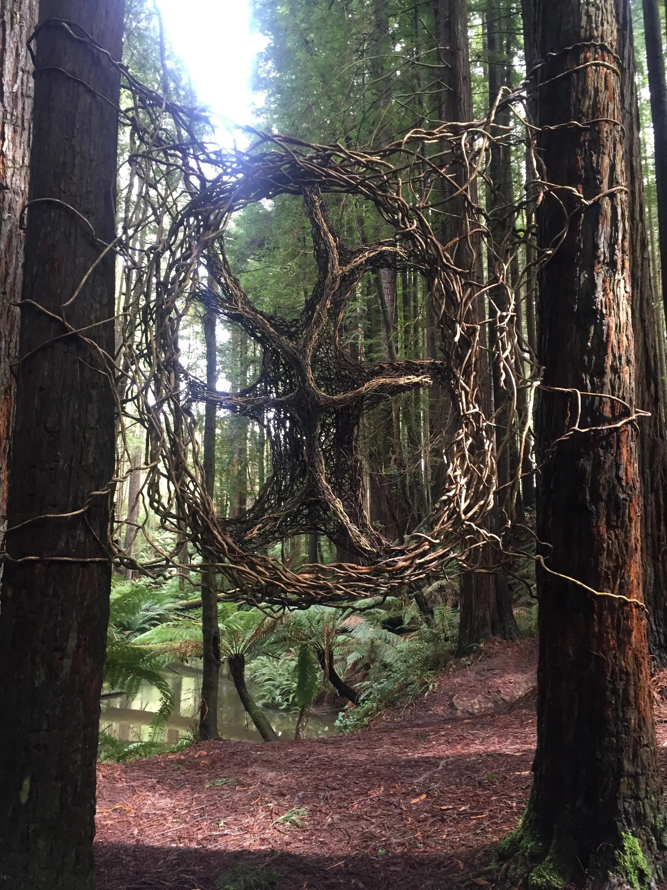 японский лес самоубийц аокигахара. 5 страшных лесов. лес аокигахара дзюкай в японии. лес аокигахара самоубийства. лес аокигахара дзюкай в японии.