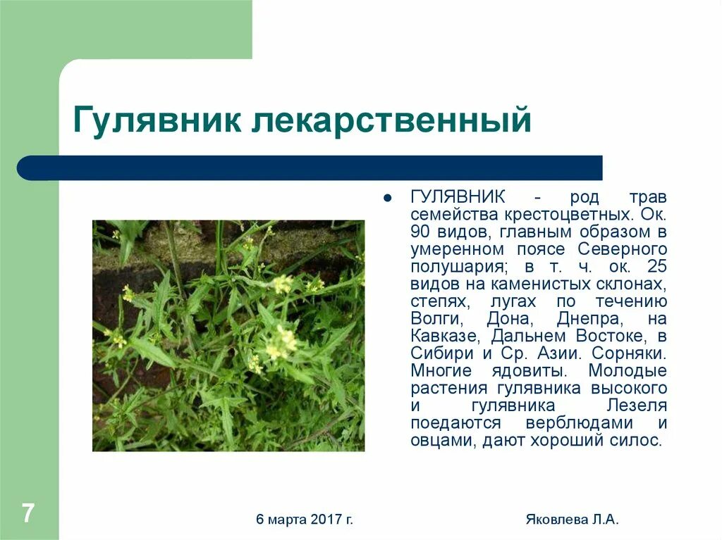 Гулявник. Пастушья сумка растения семейства крестоцветных. Крестоцветные лекарственные растения двудольные. Пастушья сумка семейство капустные. Пастушья сумка крестоцветные.